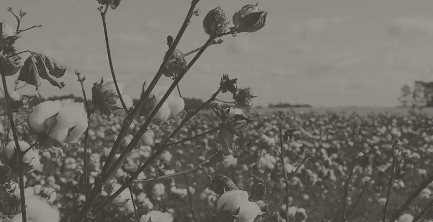 Cotton field